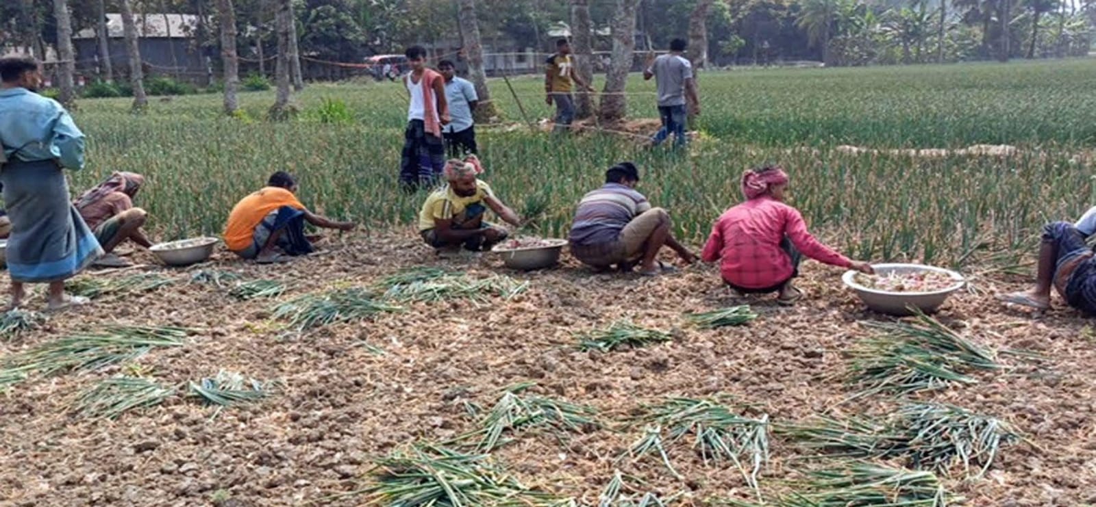 পেঁয়াজের বাজারে আকস্মিক দরপতন ও লোকসানের মুখে ফরিদপুরের কৃষকের দীর্ঘশ্বাস
