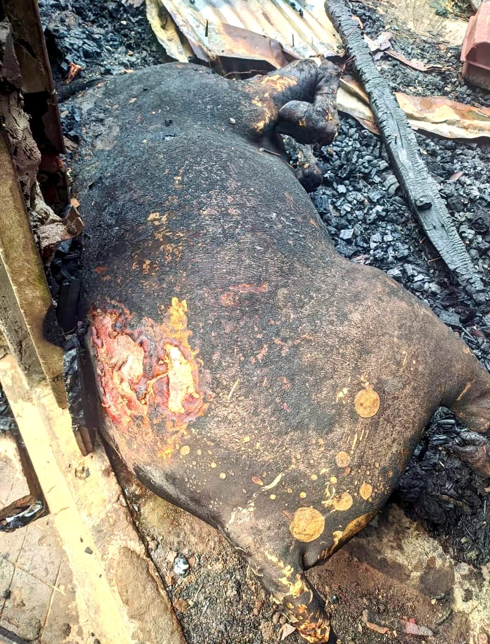 চুনারুঘাটে অগ্নিকাণ্ডে পুড়ে ছাঁই ৪টি গরু, ক্ষতি প্রায় ৬ লাখ টাকা